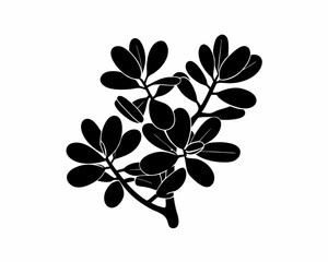 creative Silhouette simple Jade Plant (Crassula ovata) Vector Illustration 