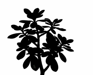 creative Silhouette simple Jade Plant (Crassula ovata) Vector Illustration 