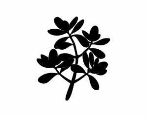 creative Silhouette simple Jade Plant (Crassula ovata) Vector Illustration 