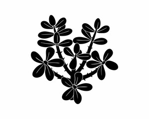 creative Silhouette simple Jade Plant (Crassula ovata) Vector Illustration 