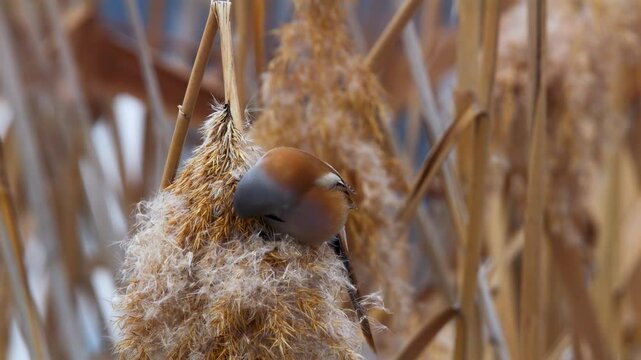 Wildlife - Birds. They feed on bearded reedling (Panurus biarmicus) birds, insects and reed seeds that live in large reeds in wetlands.