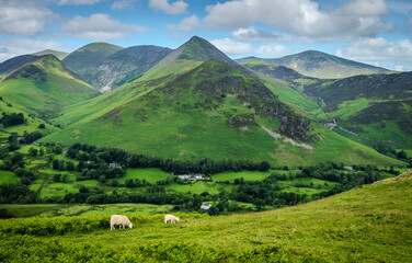 A mother sheep and her lamb forage on the grassy slope near Catbells, with the majestic fells of...