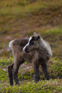 Baby reindeer