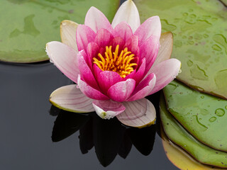 Elegant Water Lily in Full Bloom with Vivid Pink Petals and Golden Stamens Floating Peacefully on...