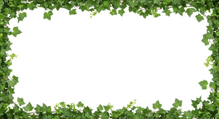 Vibrant green Hedera helix ivy leaves with distinct shapes, actively growing, forming an organic frame on a transparent studio background with copy space, top view, no shadows. Concept of natural