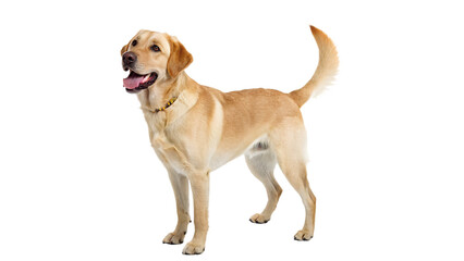 Loyal Labrador Retriever Standing Proudly with Happy Expression, on transparent background