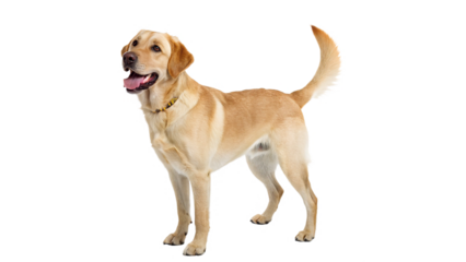 Loyal Labrador Retriever Standing Proudly with Happy Expression, on transparent background