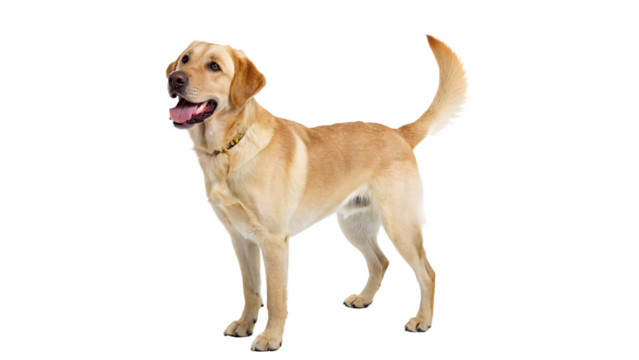 Loyal Labrador Retriever Standing Proudly with Happy Expression, on transparent background