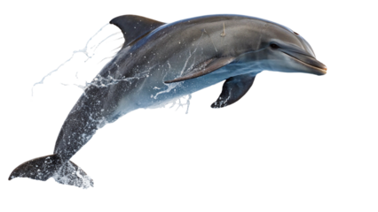 A playful dolphin leaps out of the water creating a splash isolated on transparent background