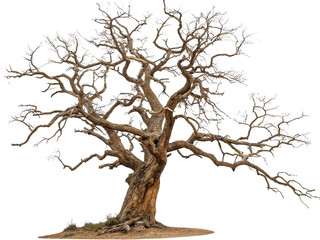 Gnarly bare ancient oak tree with twisted branches isolated on transparent background
