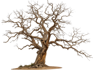 Gnarly bare ancient oak tree with twisted branches isolated on transparent background