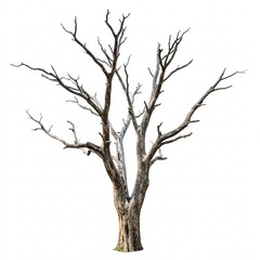 Dead tree with bare branches isolated on a white