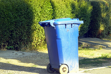 Morning garbage removal: blue plastic recycling bin standing on roadside near dense green hedge....