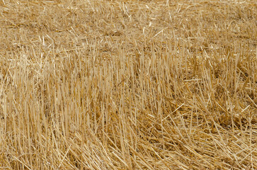 Harvested straw field in summer scenery