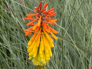  Vibrant orange and yellow Red-hot Poker flower stands out against lush green grass. The striking torch-like shape and colorful petals create a captivating natural scene.
