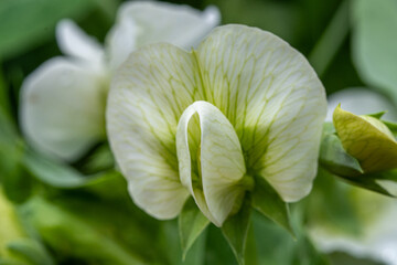 Close-up of White Pea Flower with Green Veins in Soft Focus – Delicate Garden Macro with Natural...
