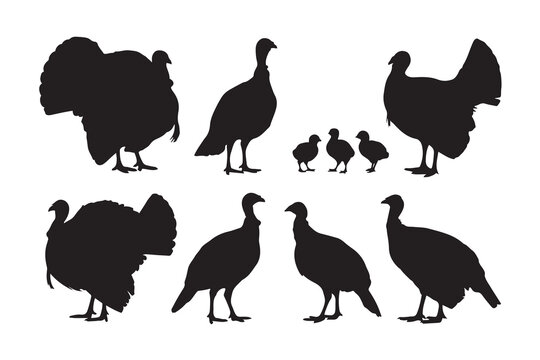 Collection of turkey and poult silhouettes in various poses silhouette vector.