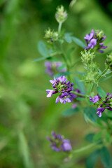 Flowering purple alfalfa (Medicago sativa) plant on green field.