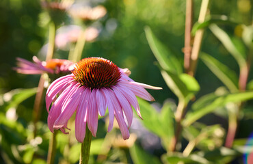 Pink Echinacea flowers in the garden. Herbal plant. Echinacea purpurea.