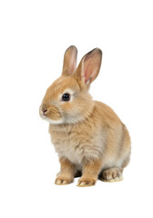 Obraz premium A small, fluffy, light brown domestic rabbit with big ears and dark eyes, sitting calmly, head turned left, on a transparent background with copy space, soft diffused studio light, pet tranquility