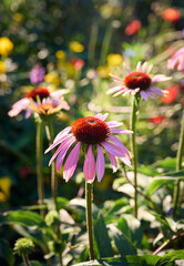 Pink Echinacea flowers in the garden. Herbal plant. Echinacea purpurea.
