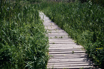 Narrow wooden boardwalk winding through tall, lush green grass in serene natural wetland area under daylight, blending harmoniously with tranquil landscape and inviting peaceful journey through nature
