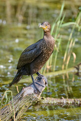 Cormorant bird perches on submerged tree branch, surrounded by calm, green wetland waters. Scene exudes peaceful, natural ambiance, capturing moment in bird habitat
