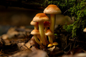 Maślanka wiązkowa, grzyb