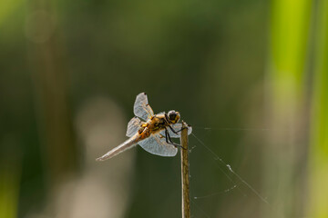 Libellula quadrimaculata – Ważka czteroplama