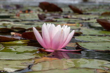 Tranquil Pink Lotus Flower Floating on Water with Green Lily Pads – Minimalistic Nature Macro...