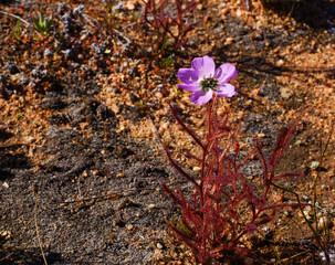Pink flowering carnivorous poppy-flowered sundew (Drosera cistiflora), Western Cape, South Africa