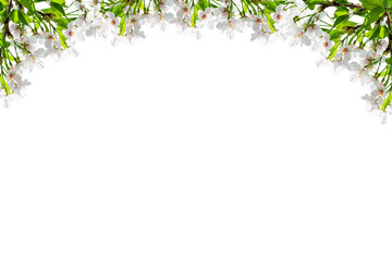 Cherry Blossom Frame isolated