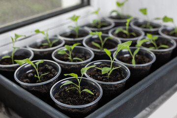 Growing vegetables on the windowsill in the house, young tomatoes in pots on the window.
