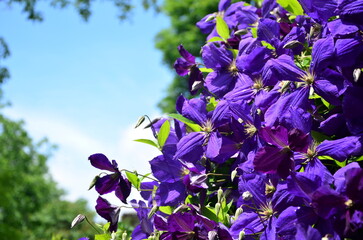 clematis flowers in the garden against the blue sky on a clear day