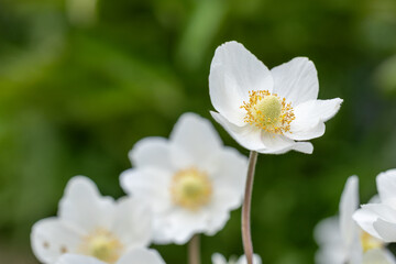 Anemonoides sylvestris also known as snowdrop anemone wood anemone and windflower with white blooms