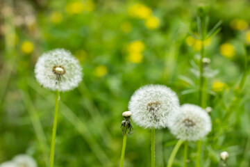 White Dandelion flower close up. Nature background. Fluffy flower. Fluffy dandelion head.