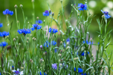 Multicolored cornflower flowers Centaurea cyanus field in sunny summer day