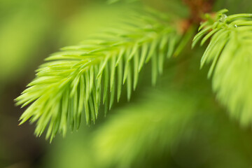 Close-up of a young spruce branch with bright green new shoots