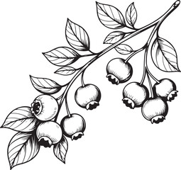 Elegant Blueberry Branch Illustration Detailed Botanical Drawing of Berries and Leaves in Black and White Ideal for Nature Inspired Designs