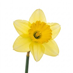 Obraz premium Yellow daffodil flower with a green stem, isolated on a white