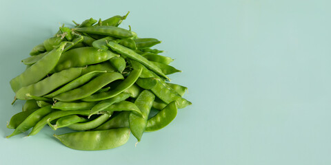 A pile of freshly harvested sugar snap peas on plain peppermint color background with space for text or logo. 