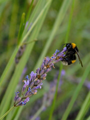 Bumble bee pollinating flowers in a garden