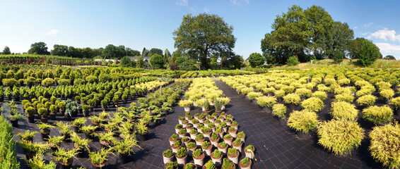 Gartenbau - Gärtnerei im Sommer mit Pflanzen für den Garten im Freien