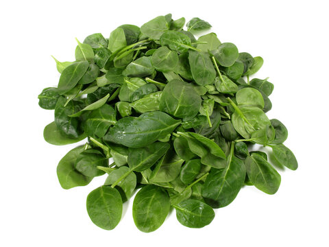 Junger Spinat