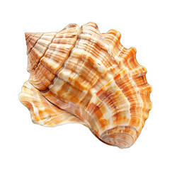 Obraz premium Close-up of a seashell, spiral, creamy-tan, and orange-brown stripes, high detail