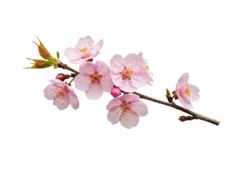 delicate light pink cherry blossom (Sakura) branch with translucent petals, yellow stamens, and closed buds, on clean white background with copy space, bright studio light, sharp macro focus, concept