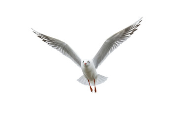 Fototapeta premium Single white seagull, pristine plumage, light grey wing coverts, black-tipped primaries, reddish-orange beak, orange webbed feet, in dynamic mid-flight with wings extended, isolated against pure