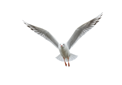 Single white seagull, pristine plumage, light grey wing coverts, black-tipped primaries, reddish-orange beak, orange webbed feet, in dynamic mid-flight with wings extended, isolated against pure