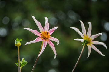 Garden dahlia flower head, bud, and defocussed flower head