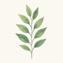 Fototapeta premium Elegant watercolor green leaf illustration.